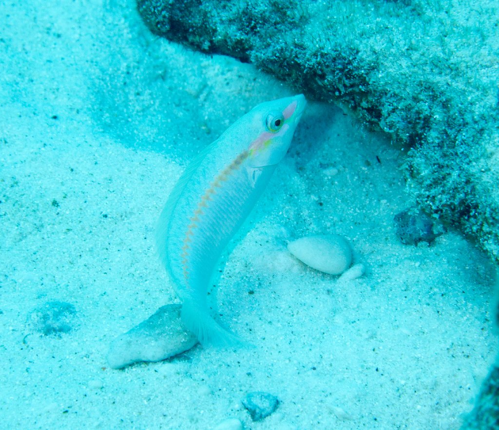 Zigzag Wrasse, female