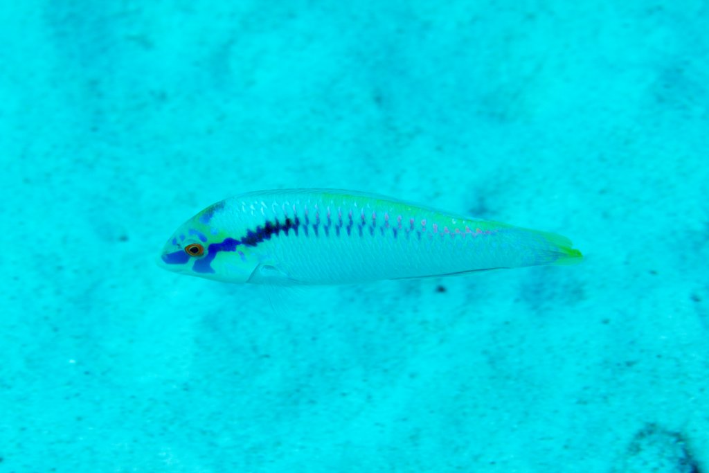 Zigzag Wrasse, male