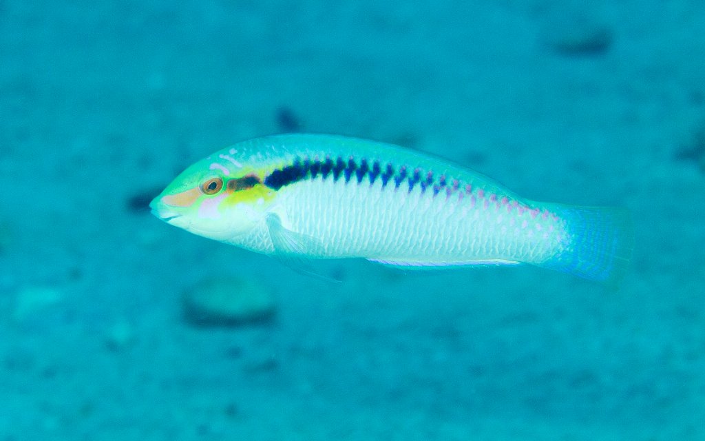 Zigzag Wrasse