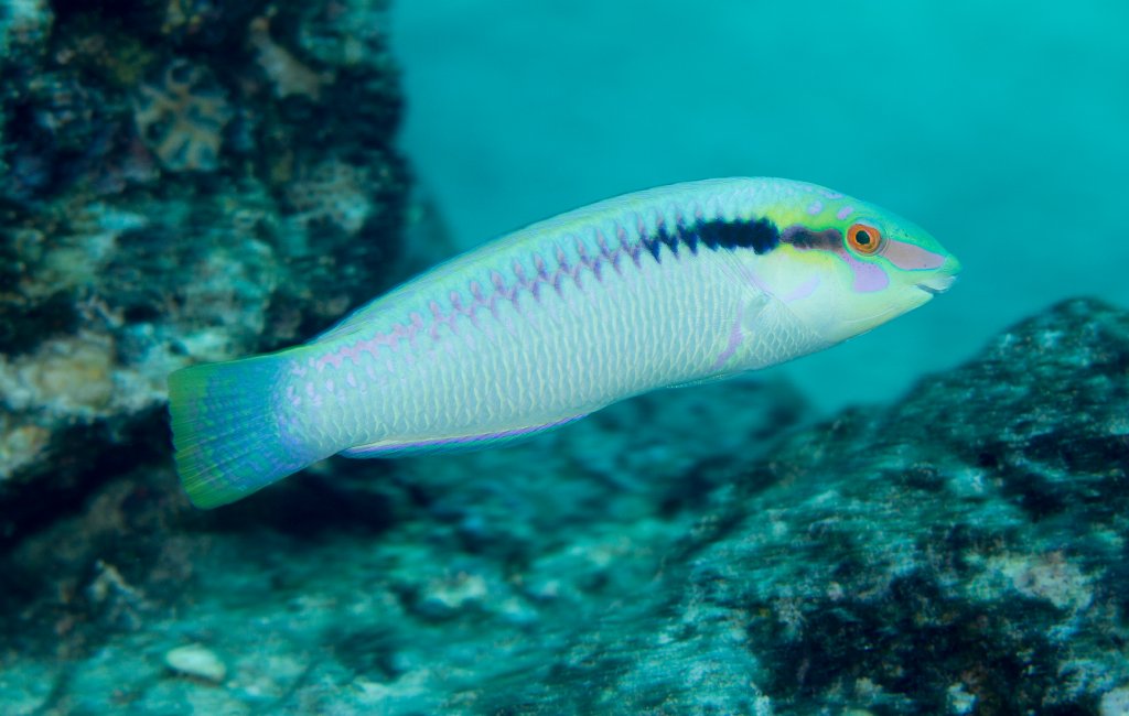 Zigzag Wrasse