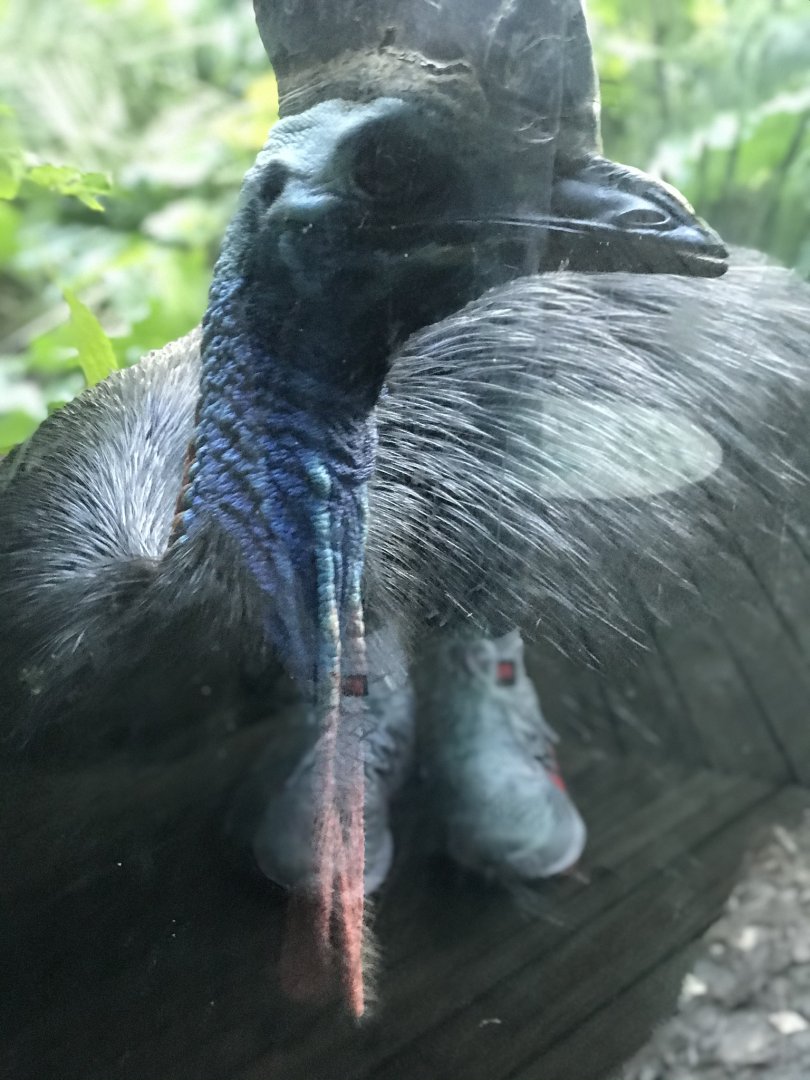 Zillie the female Cassowary