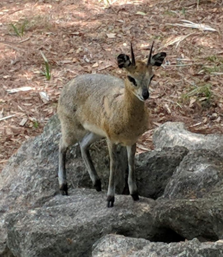 Zimbabwe klipspringer (Oreotragus stevensoni)