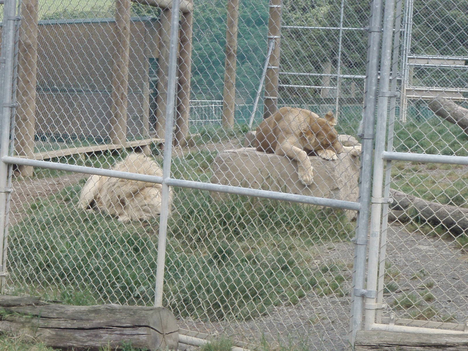 zion wildlife park