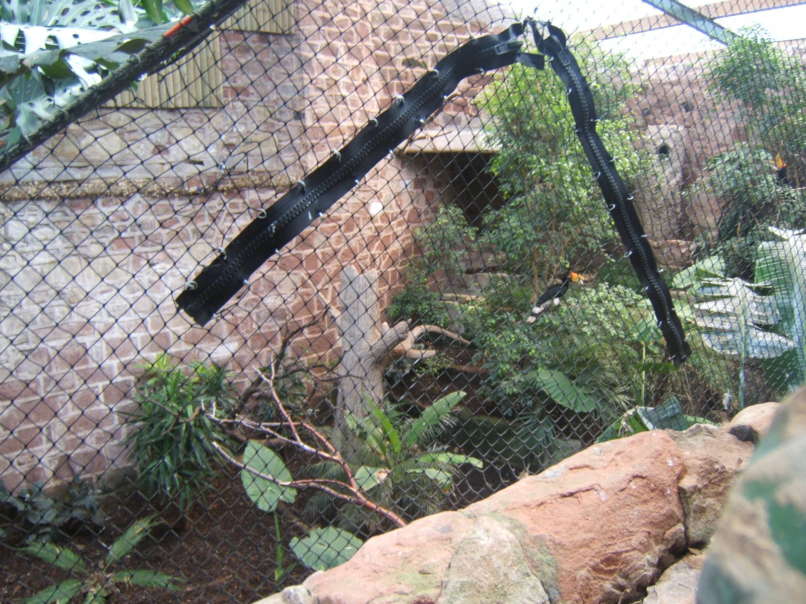 Zip in the Great Indian Hornbill mesh