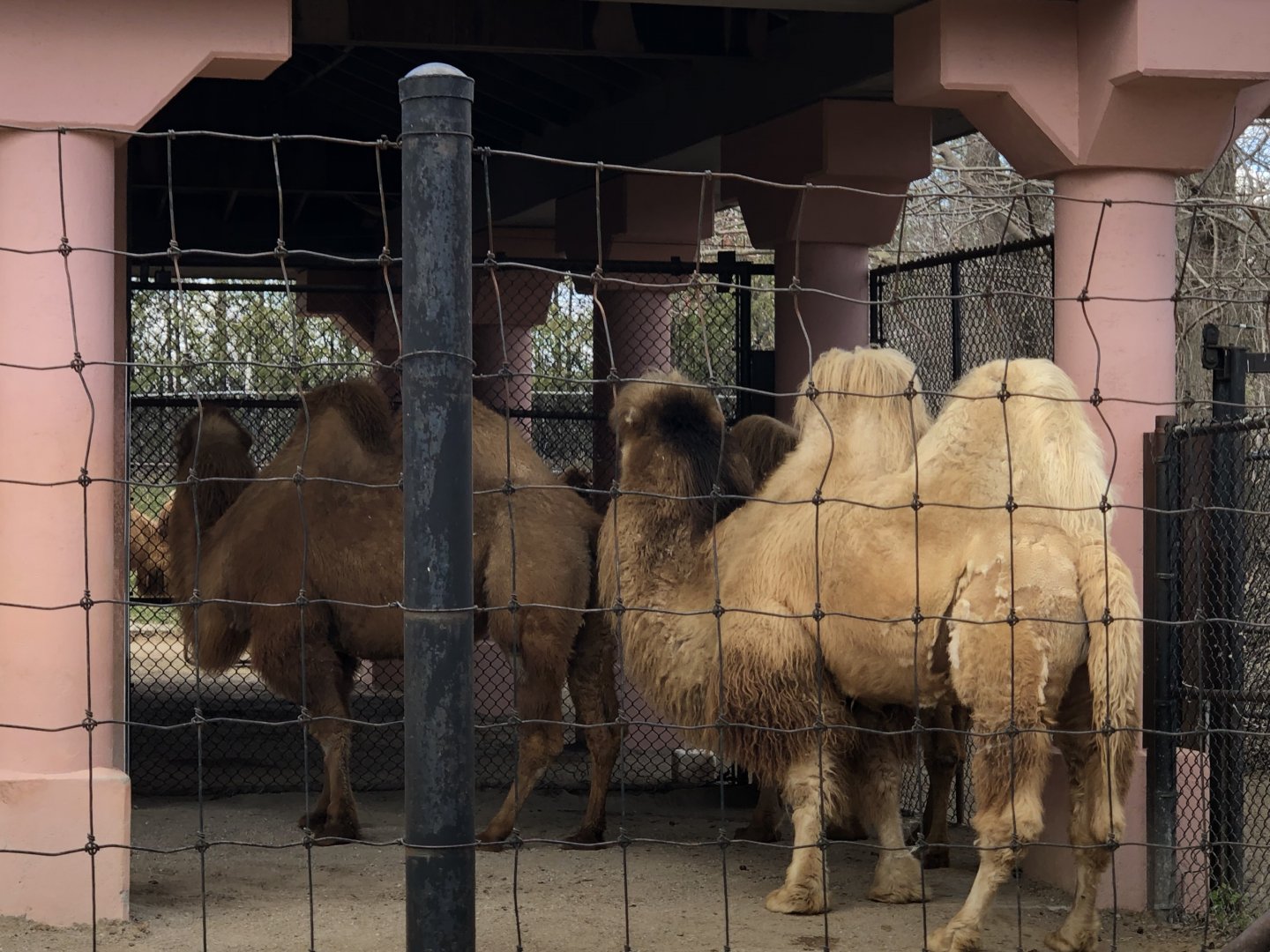 Zip the Bactrian Camel showing interest in the females