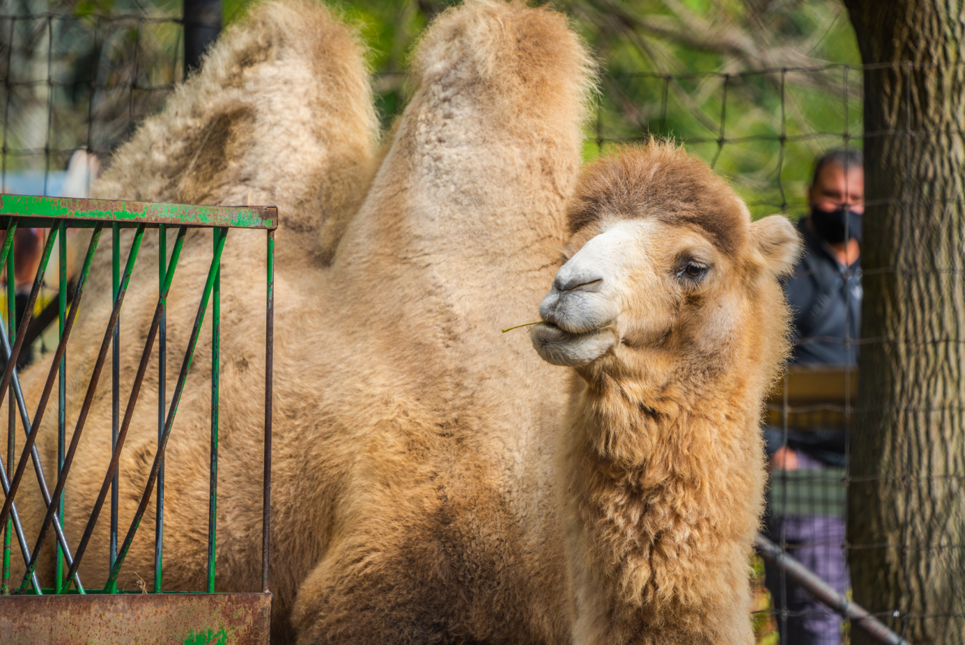 Zip the male Bactrian Camel