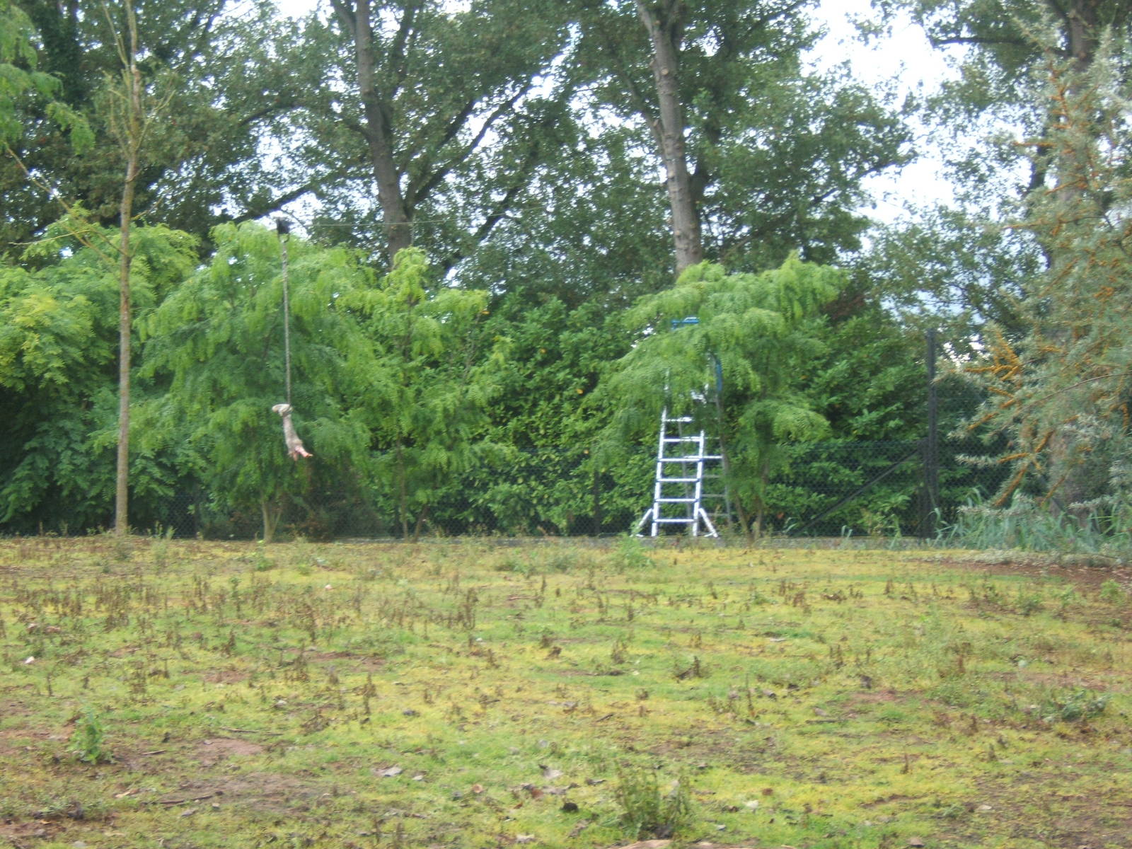 Zip wire feeding for African Hunting Dogs