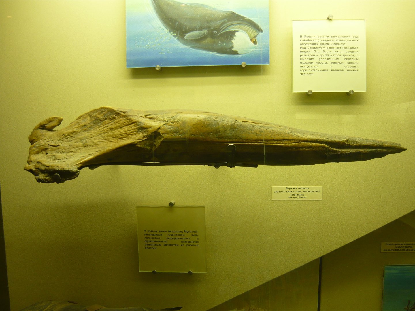 Ziphiid whale upper jaw