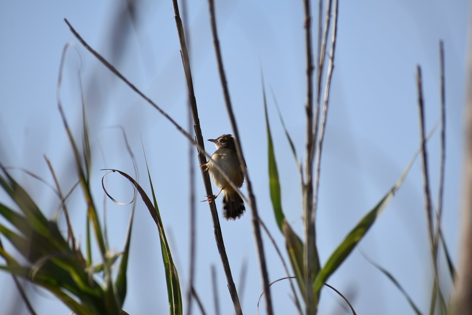 Zitting cisticola - (Issen, Morocco)