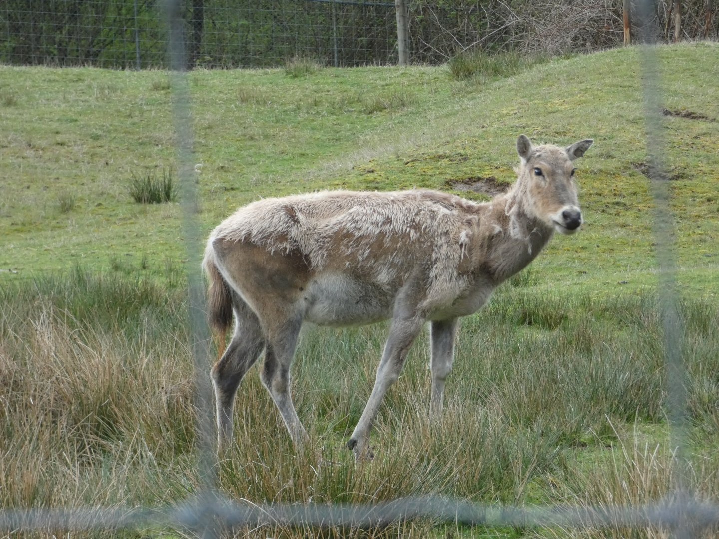 Ziya (Père David's deer)