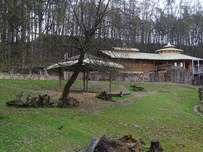 Zo Jihlava 04/2016: Africa house and savannah 1