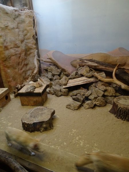 Zo Jihlava 04/2016: Fennec enclosure