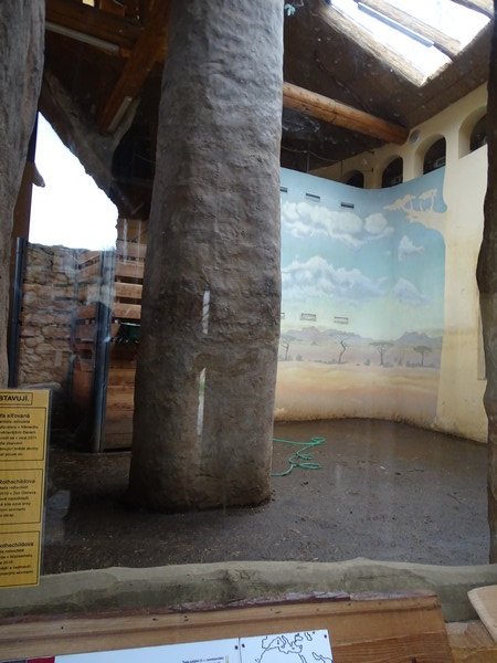 Zo Jihlava 04/2016: Giraffes indoors