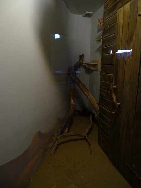 Zo Jihlava 04/2016; Male sand cat enclosure