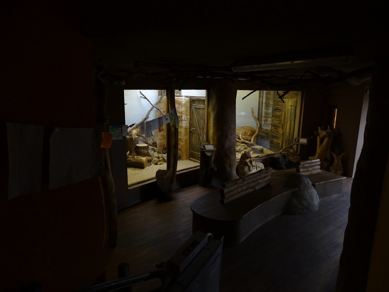 Zo Jihlava 04/2016; Sand cat / Fennec enclosure