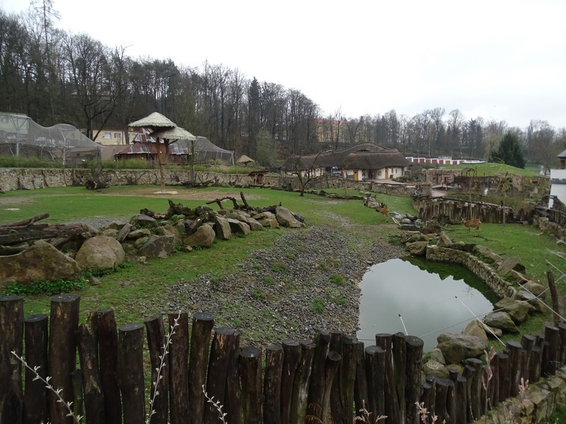 Zo Jihlava 04/2016: Savannah 2