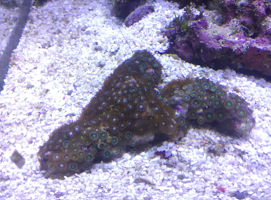 Zoanthids (Zoanthus spp.) - 2018