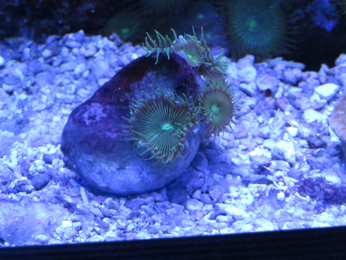 Zoanthids