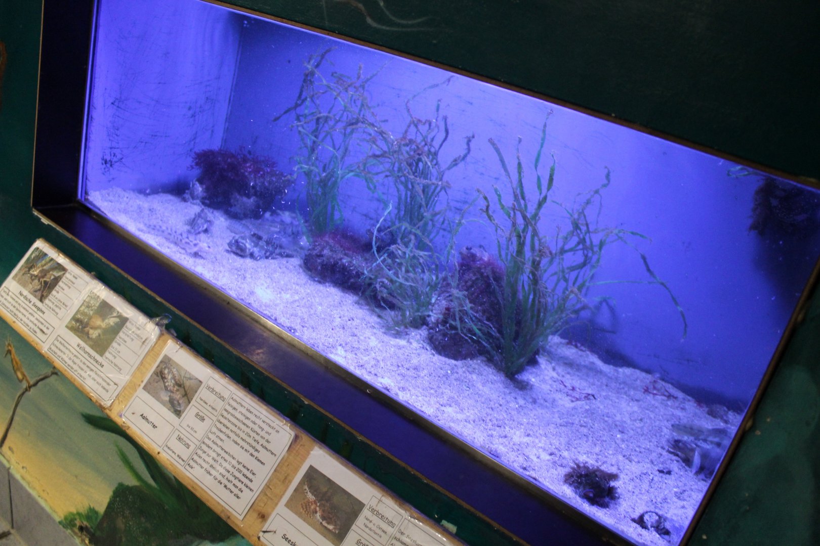 Zoarces - Myoxocephalus Aquarium