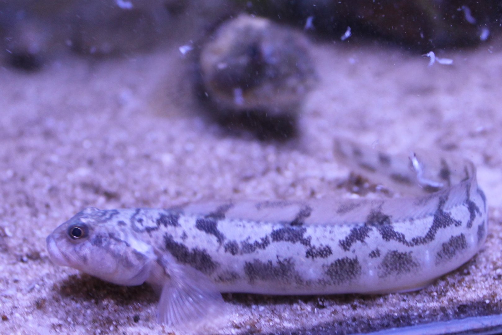 Zoarces viviparus