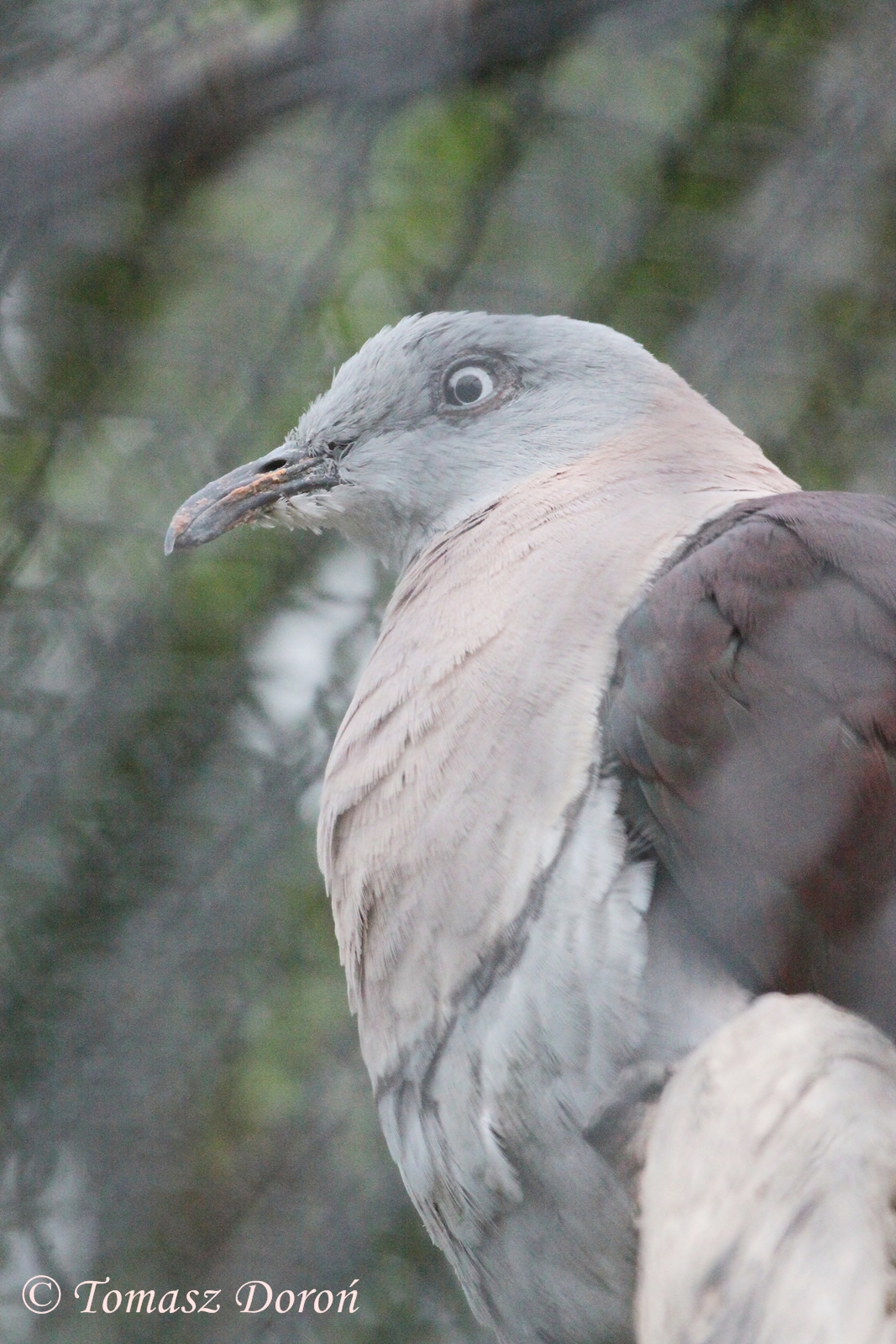Zoe's Imperial-Pigeon (Ducula zoeae), July 2009