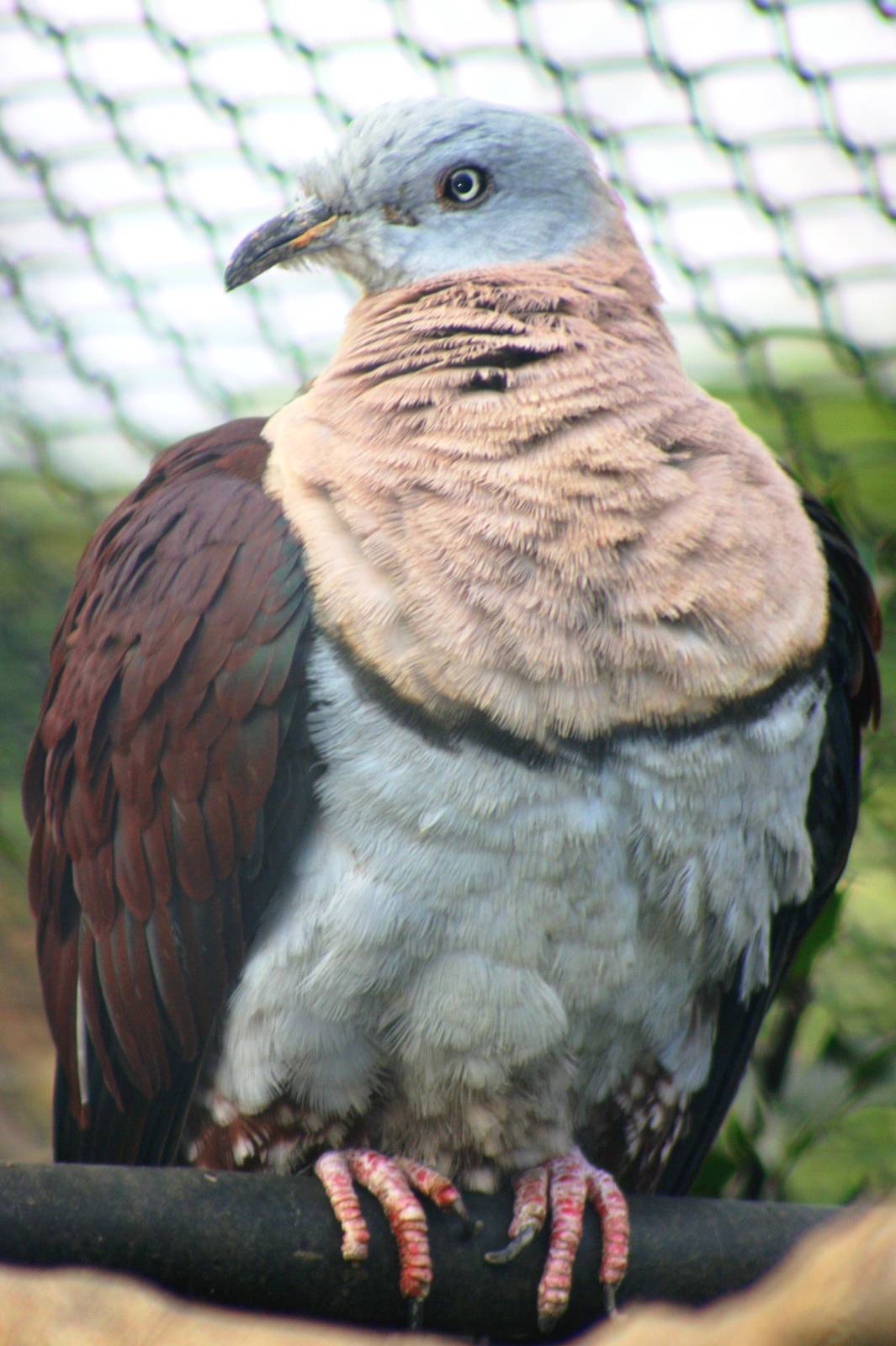 Zoe's imperial pigeon; London Zoo; 26th February 2012