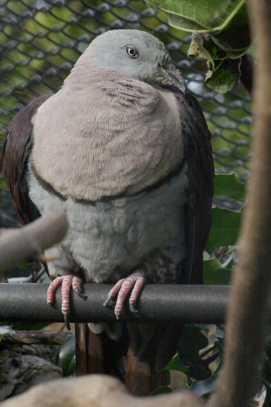 Zoe's imperial pigeon