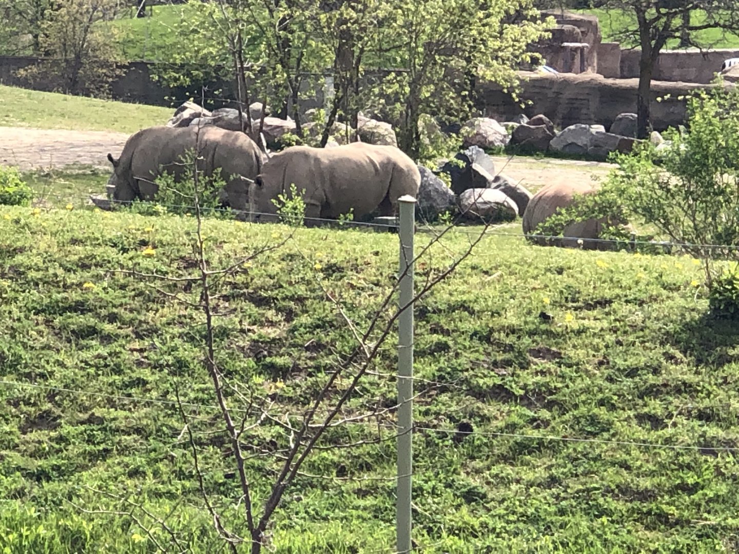 Zohari, Sabi and Tom