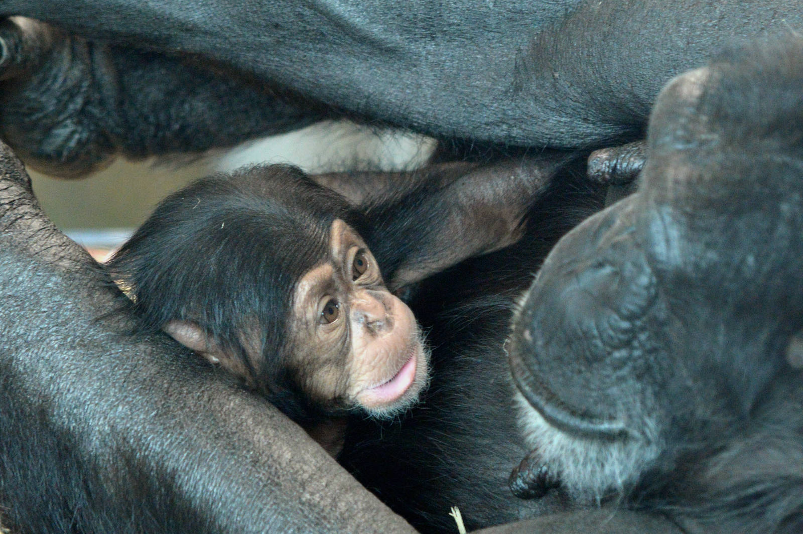 Zombi and Enzi (eight weeks old)