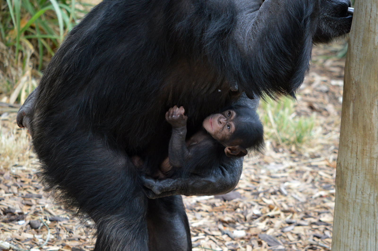 Zombi and Enzi (four weeks old)
