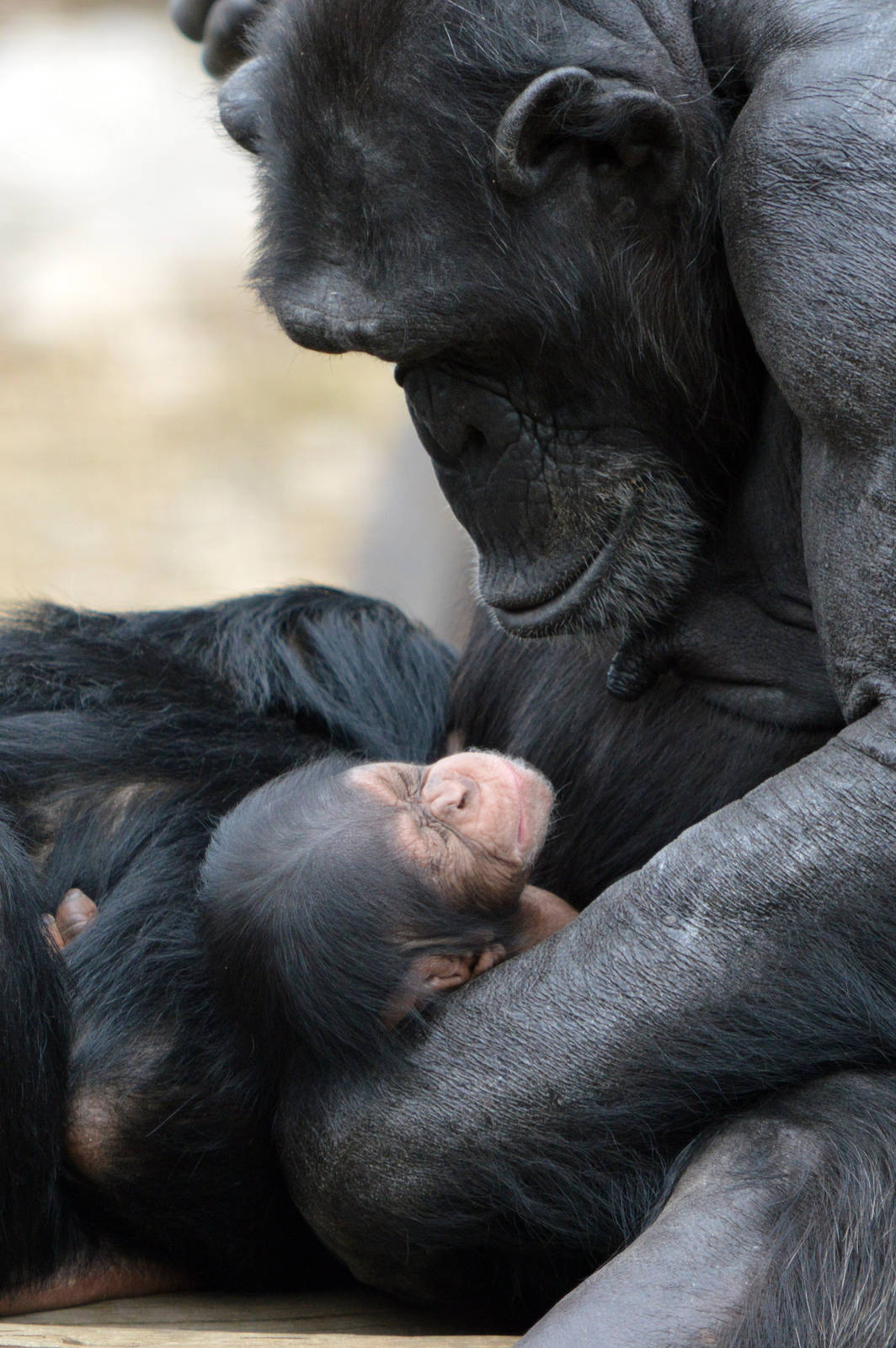 Zombi and Enzi (four weeks)