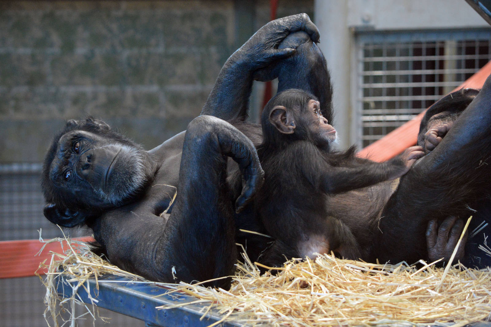 Zombi and Enzi (three months)