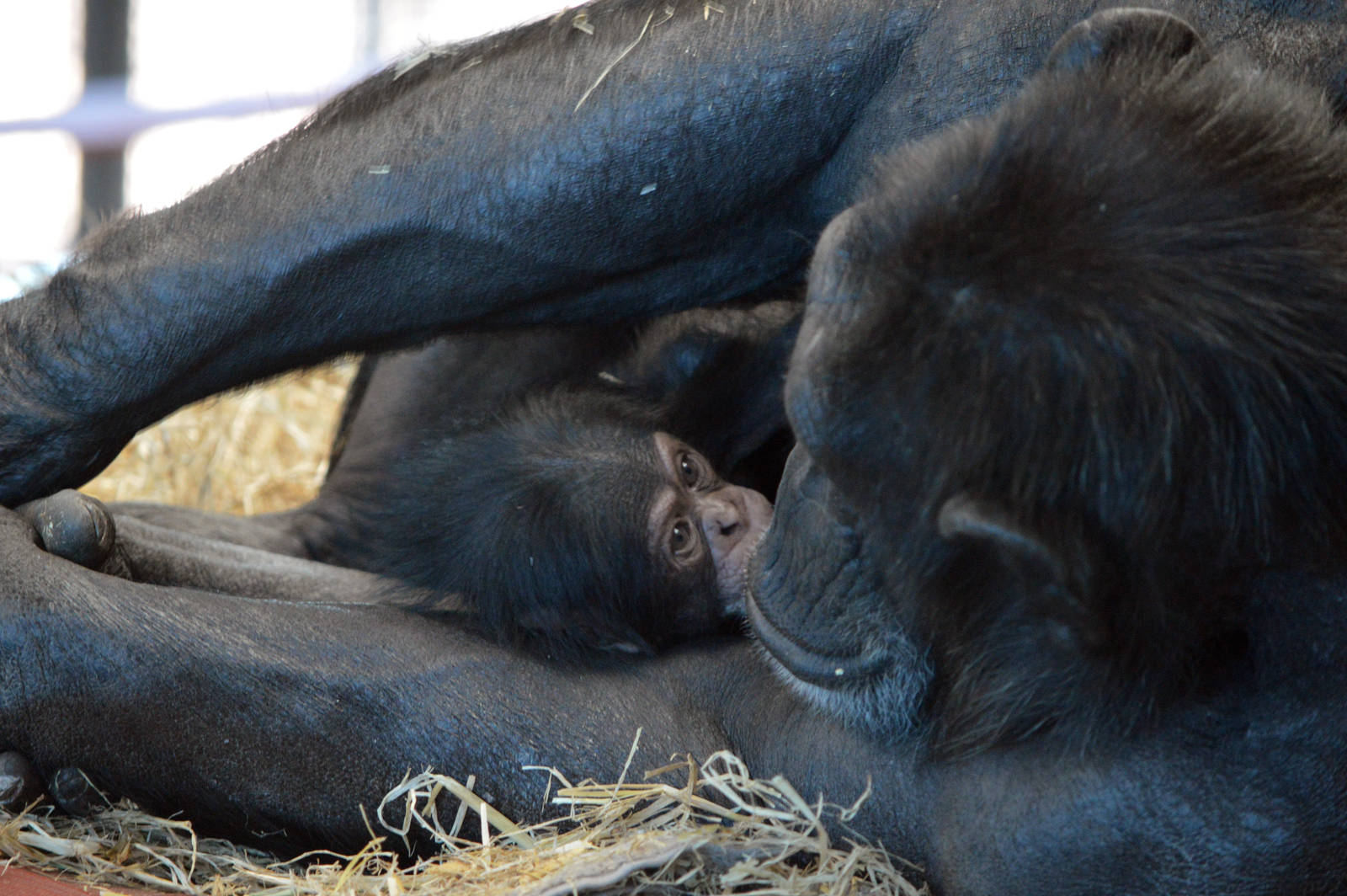 Zombi and Enzi (two weeks old)