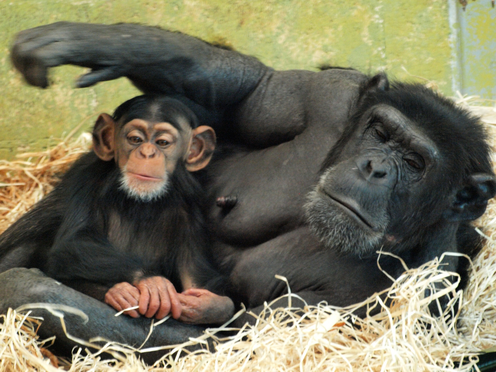 Zombi and infant Zuri