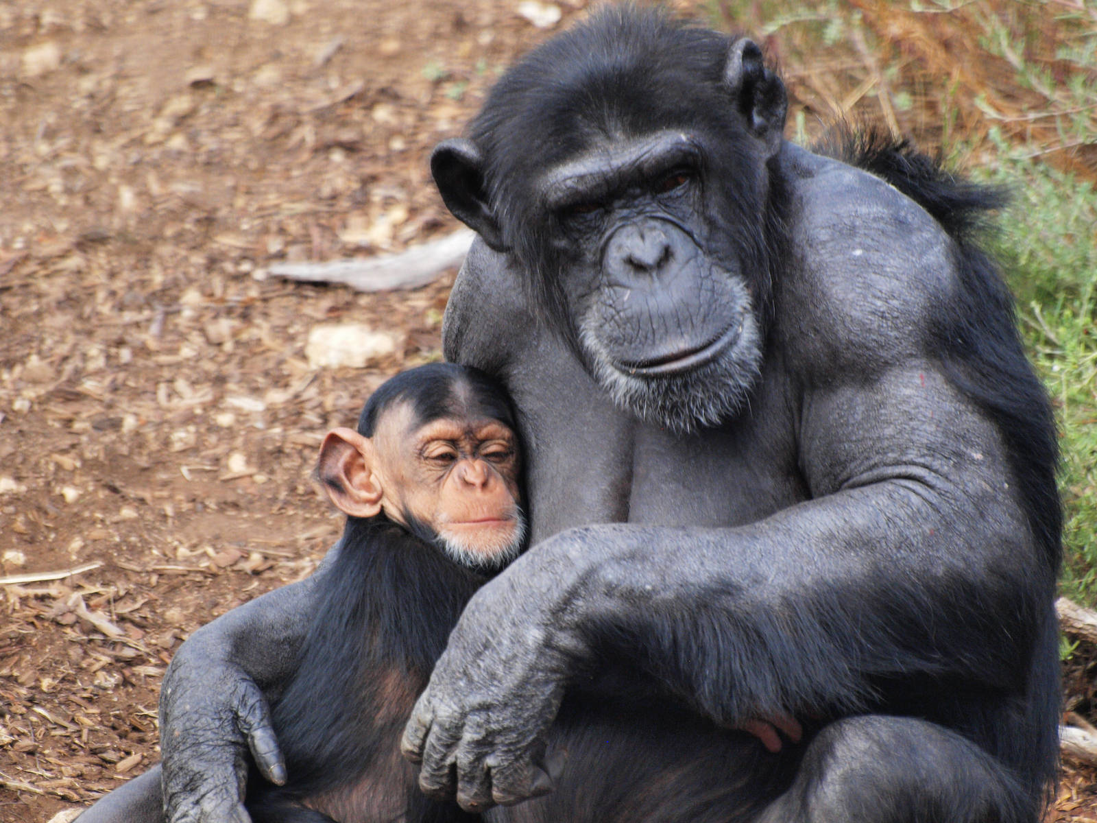 Zombi and infant Zuri