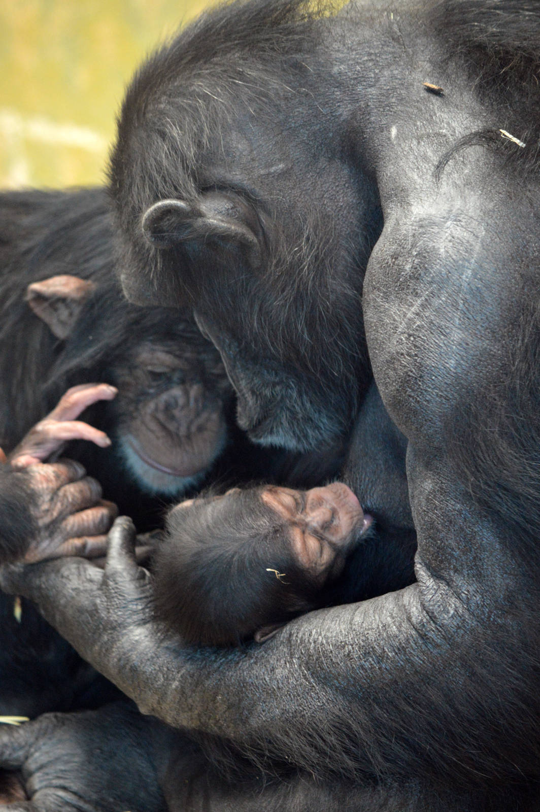 Zombi and infants Zuri and Enzi