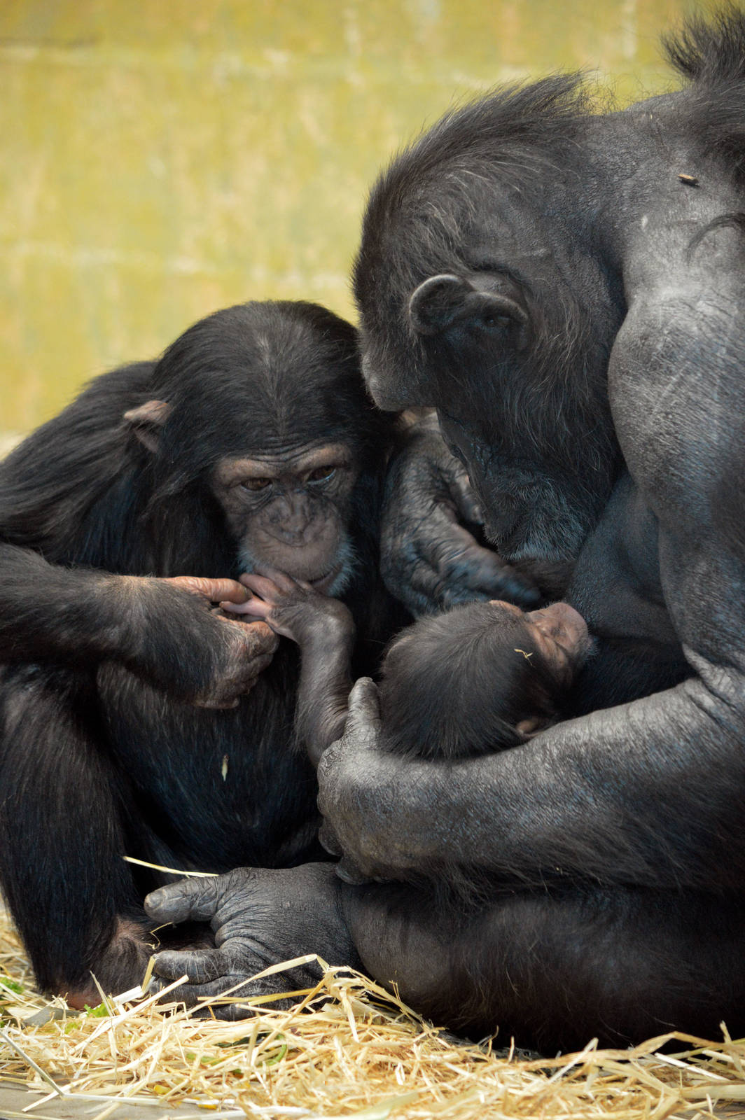 Zombi and infants Zuri and Enzi