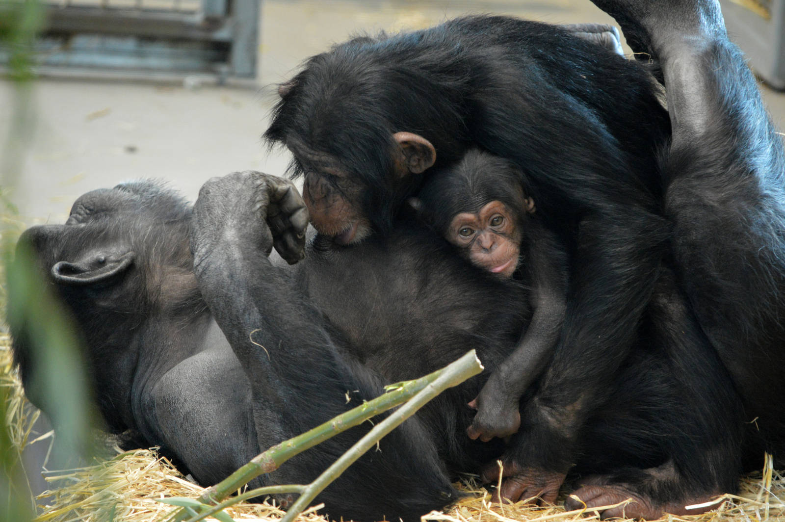 Zombi and infants Zuri and Enzi