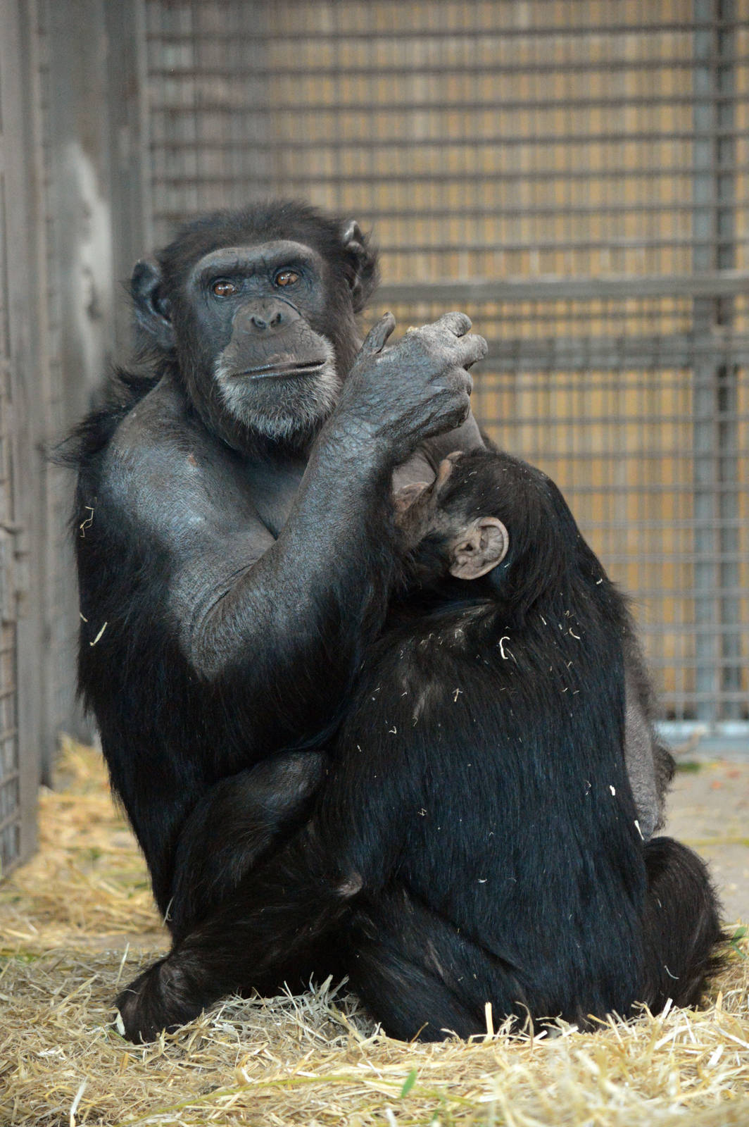 Zombi and Zuri (infant is hidden)