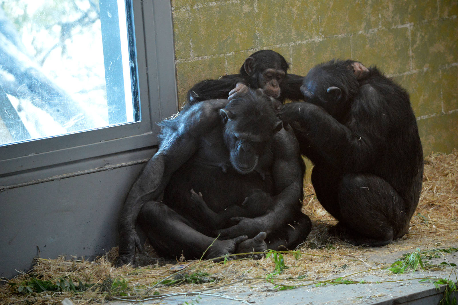 Zombi, baby, Zuri and Galatea