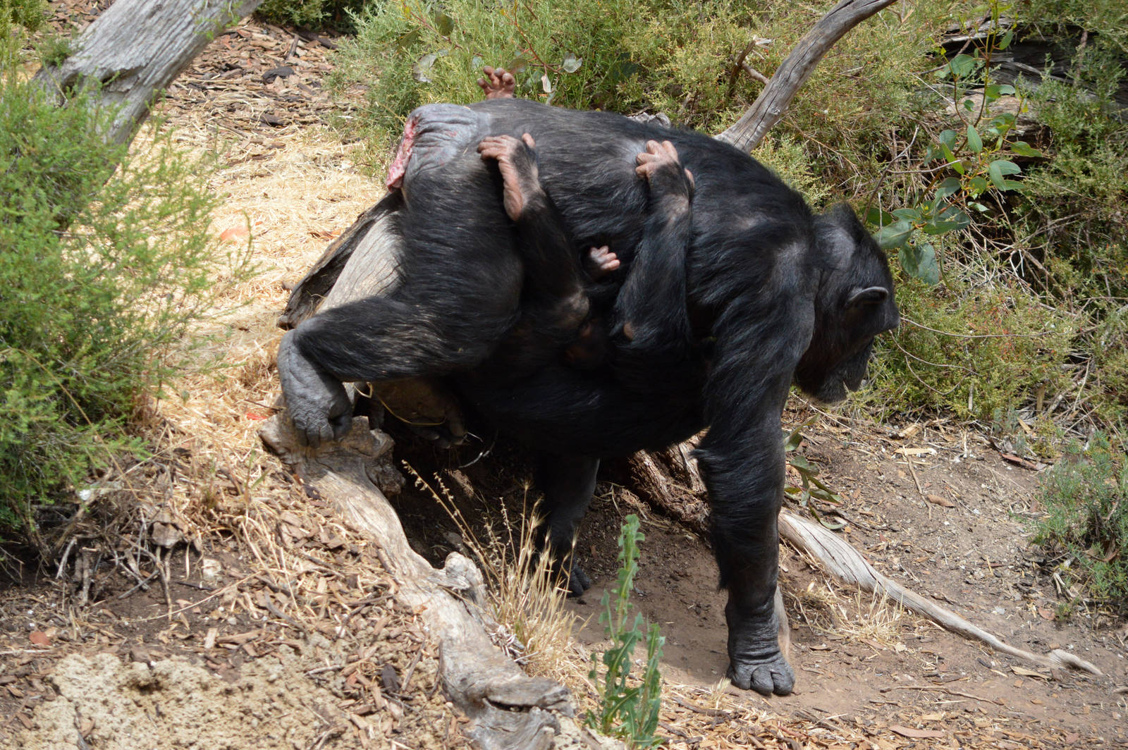 Zombi carring both infants (Zuri and Enzi) on her belly