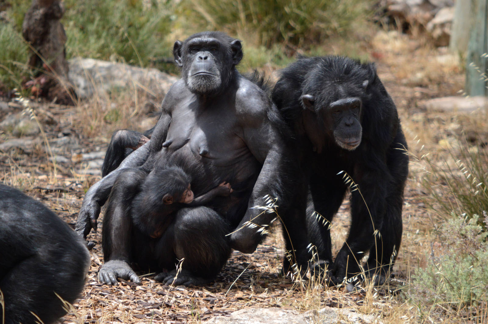 Zombi, Enzi and Galatea