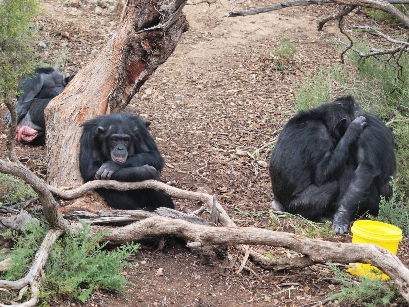Zombi, Galatea, Zwala and Gombe