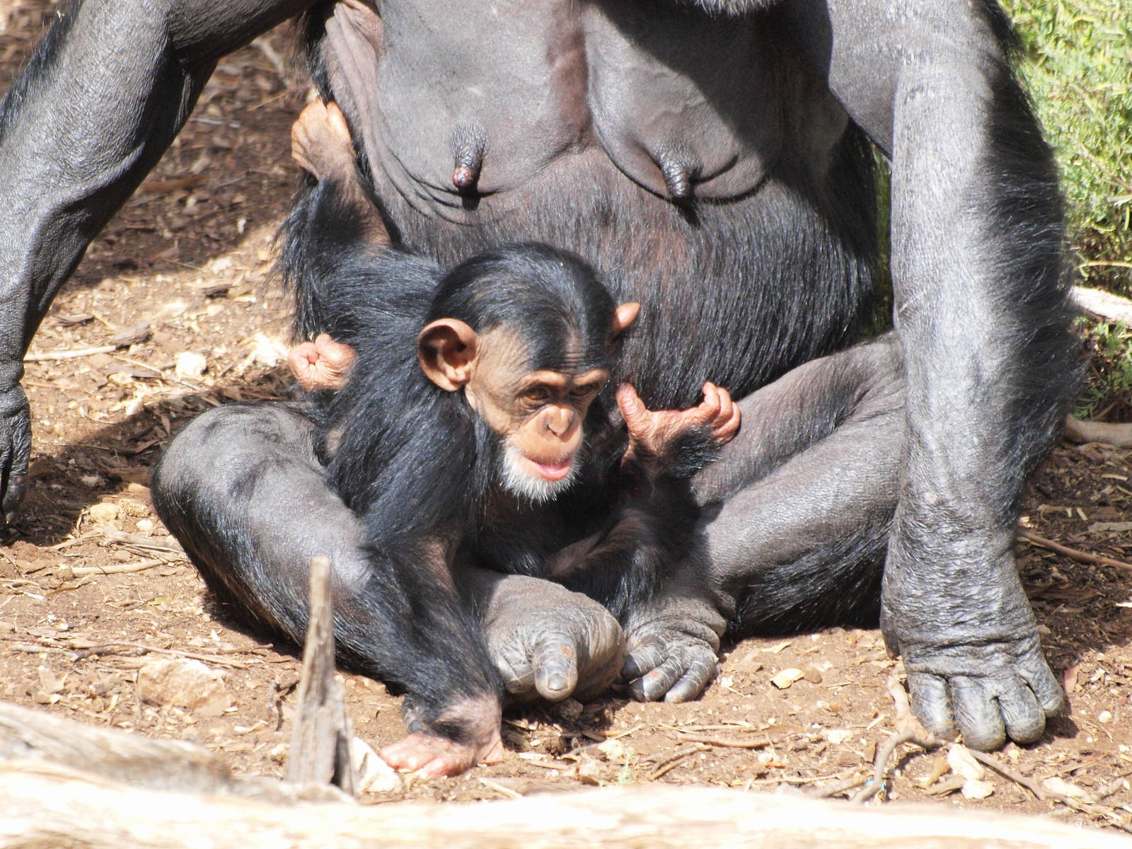 Zombi with infant Zuri