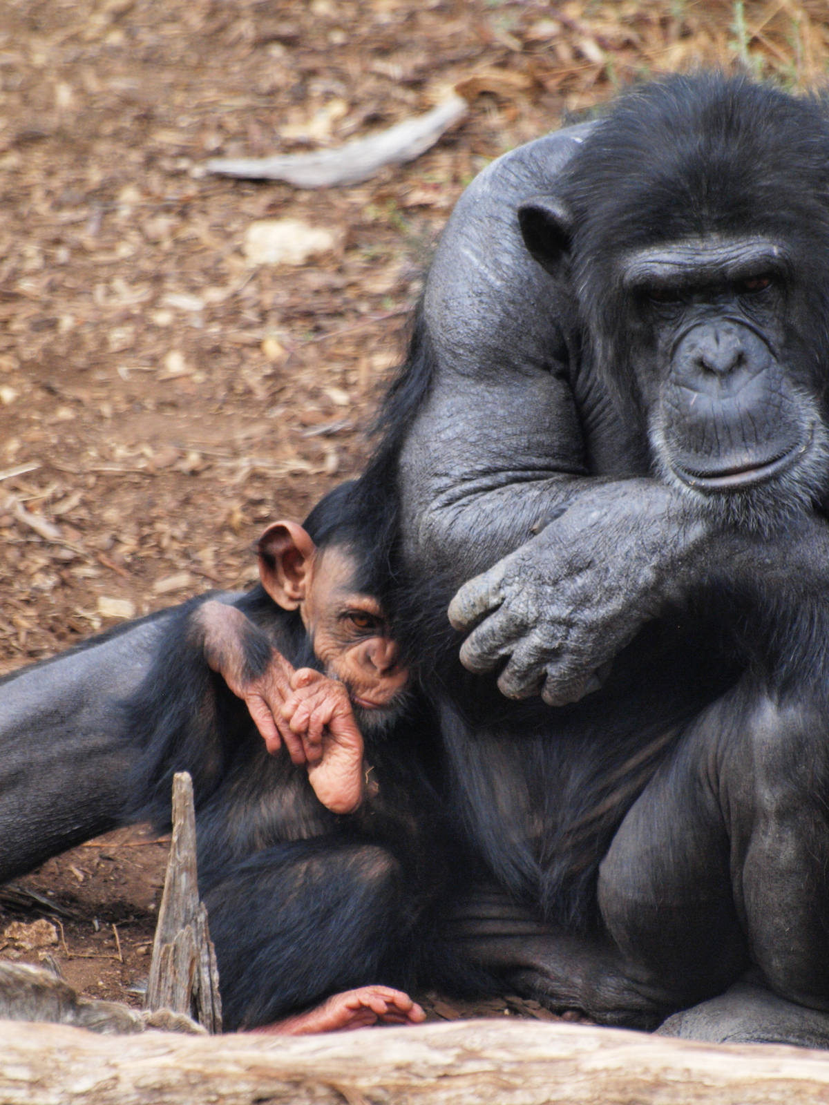 Zombi with infant Zuri