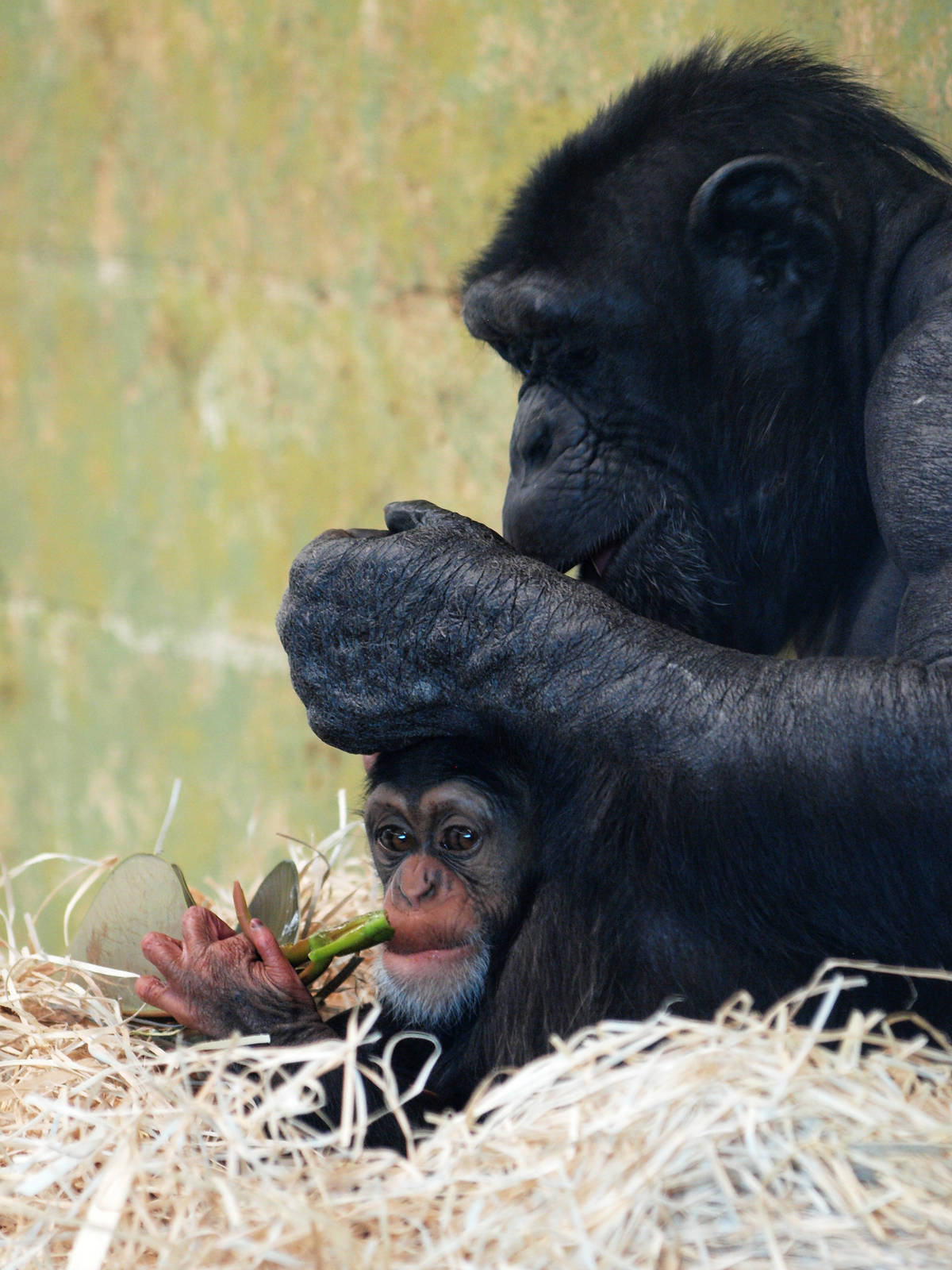 Zombi with infant Zuri