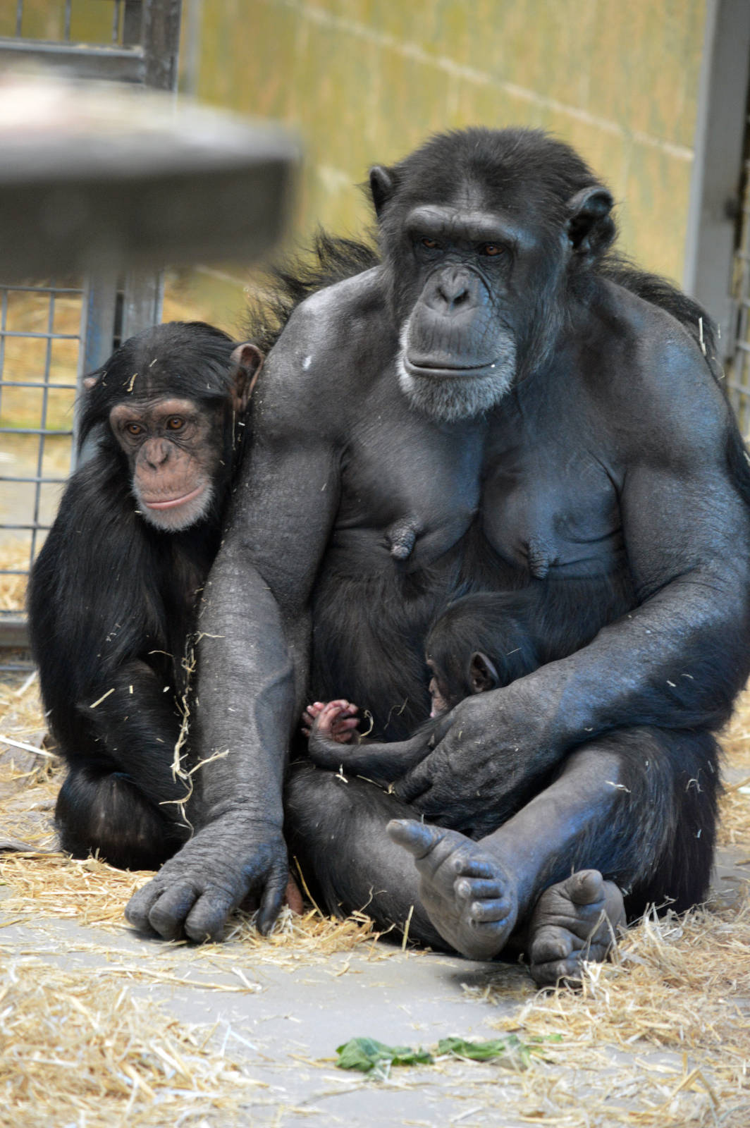 Zombi with infants Zuri (three years) and Enzi (two weeks)