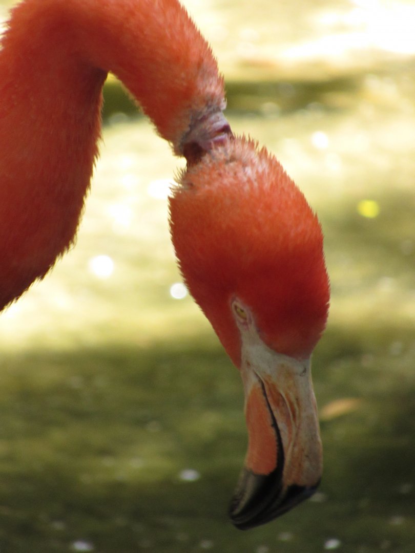 Zombie Flamingo Overhead View