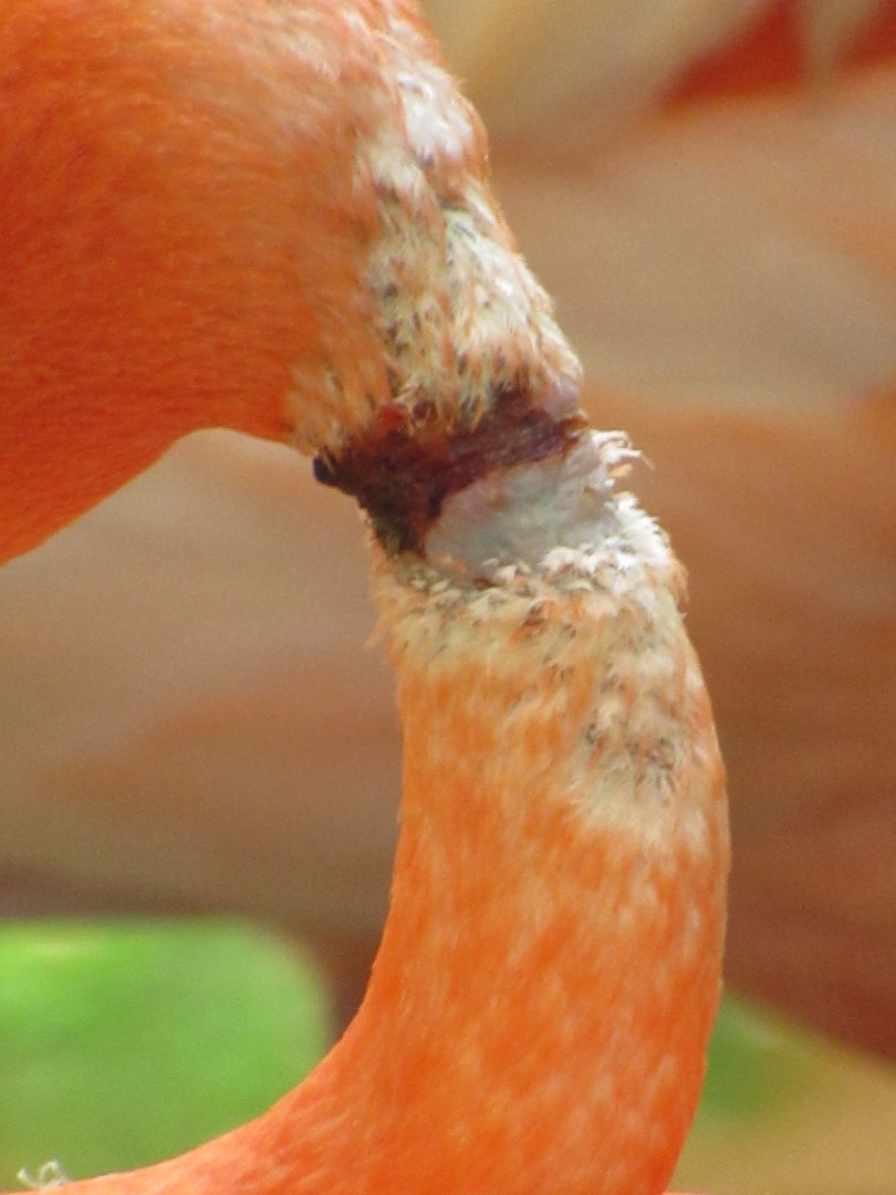 Zombie Flamingo Wound Closeup