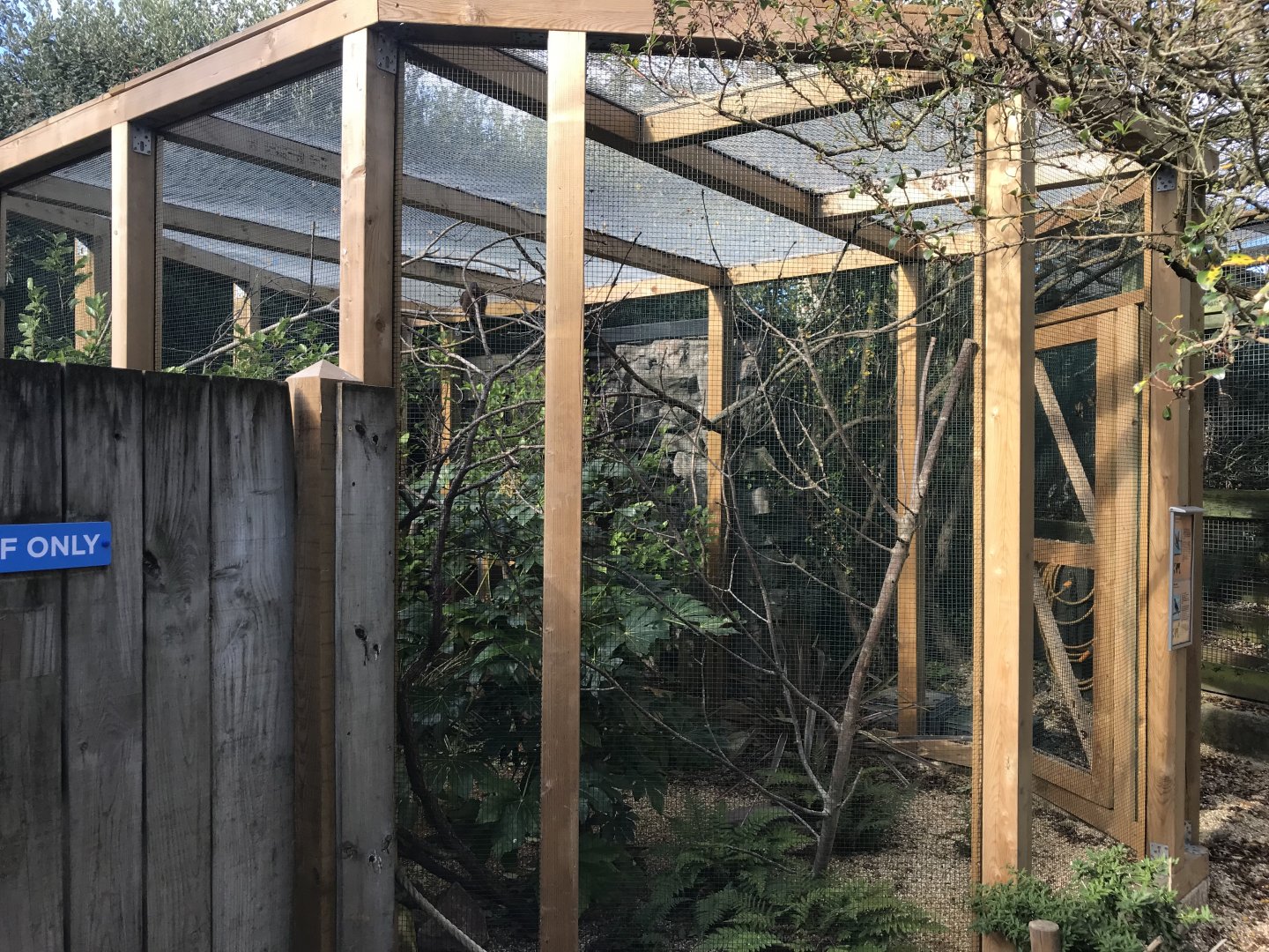 Zona Brazil - aviary 261018